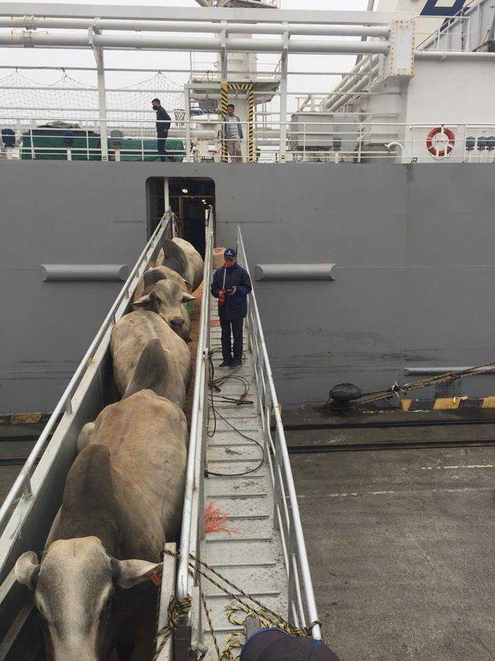 GRAYMAN EXPRESS Cattle Port Chua Ve, HP