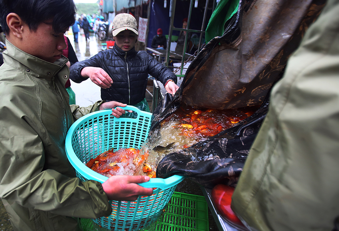 Chợ cá chép ở Hà Nội đỏ rực trước ngày ông Táo lên trời