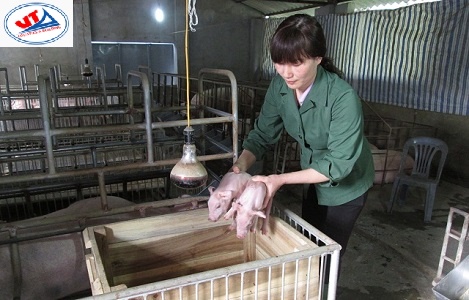 THỊ TRƯỜNG CHĂN NUÔI NGÀY 08/11/2018